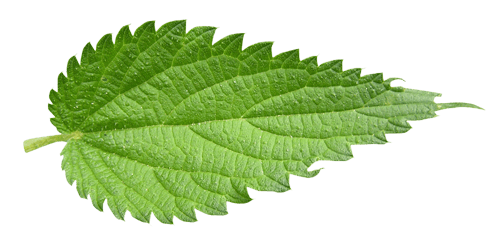 Nettle-Leaf