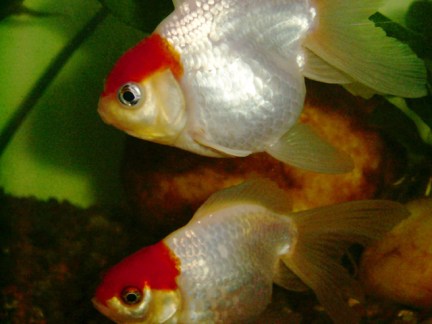 fish-brothers-1252121-640x480