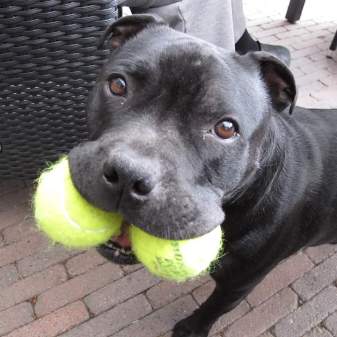 FB_IMG_1495267644533