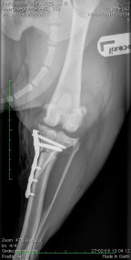 ridderkerk-3006276149881806856_stifle_lat.0004