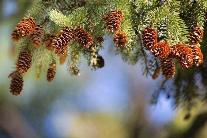 pine-cones-2823765_1920