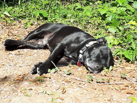 katten zijn rare wezen